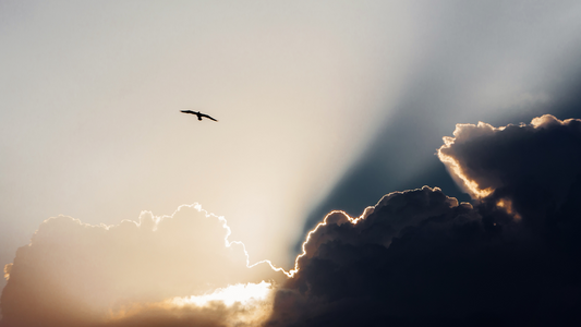 But Still, Like Air, I Rise